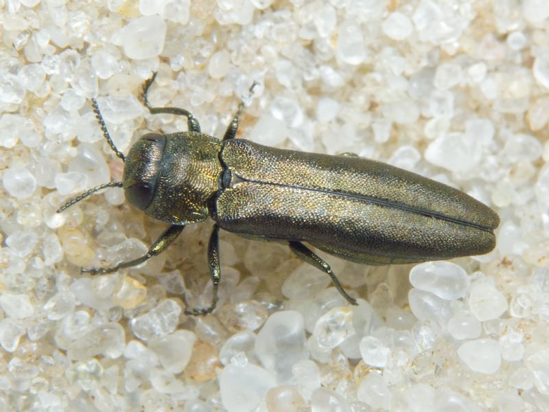 Agrilus cuprescens cuprescens (Ménétriés, 1832)